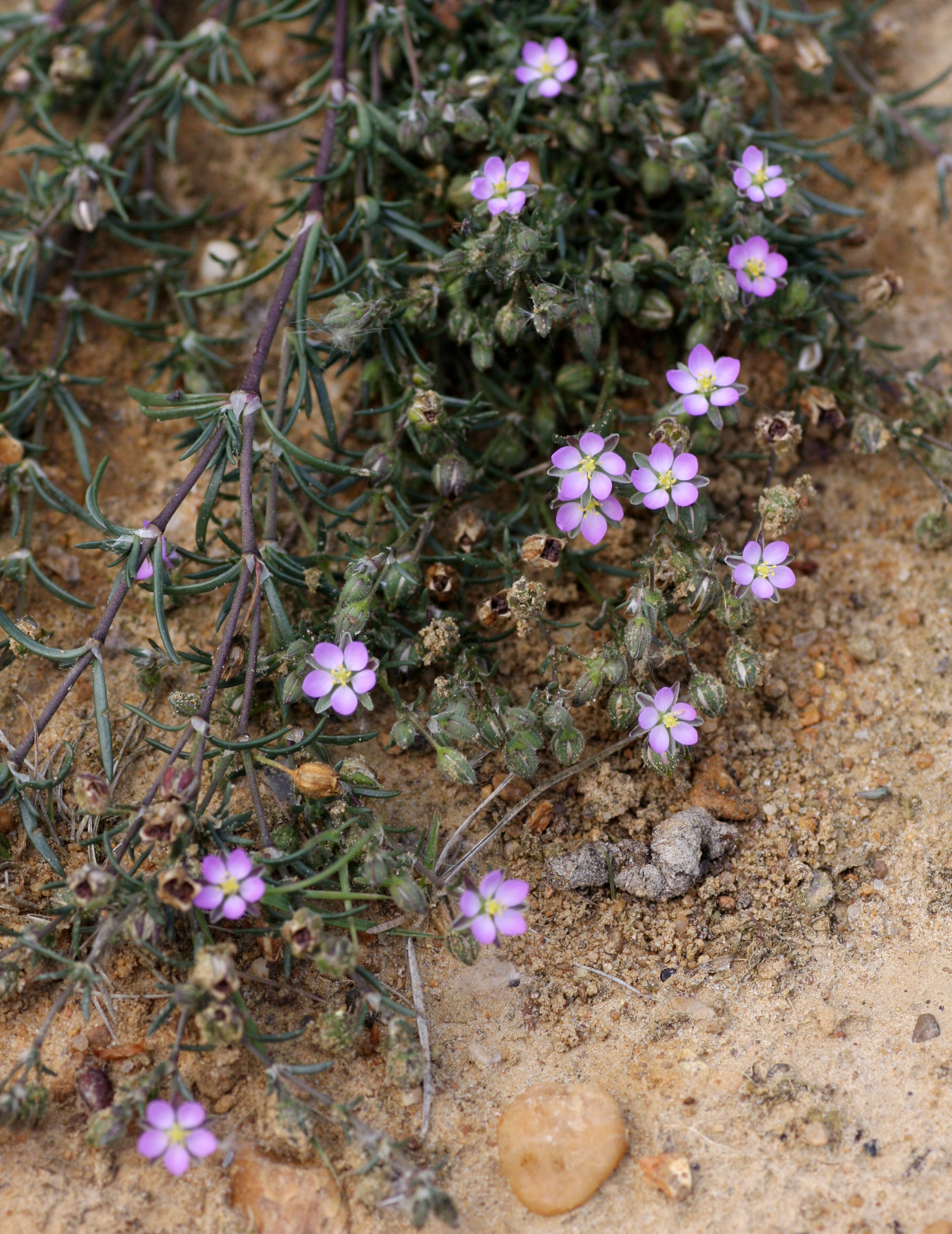 Spergularia rubra