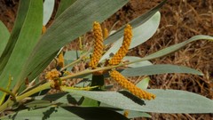 Acacia holosericea