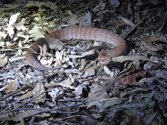 Acanthophis antarcticus