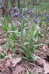 Pulmonaria angustifolia