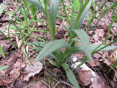 Pulmonaria angustifolia