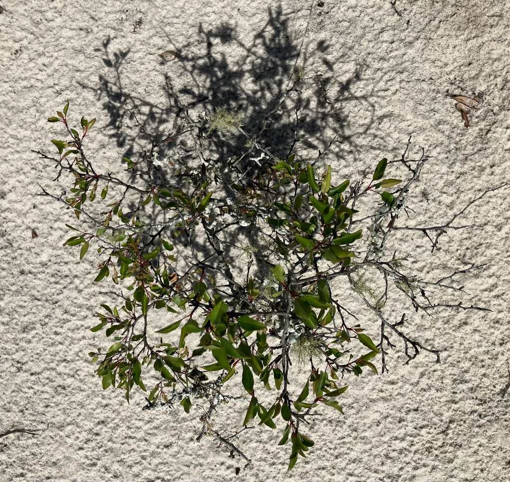 Prunus geniculata; photograph author not stated, no rights reserved