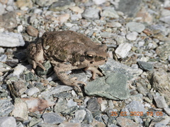 Duttaphrynus dhufarensis
