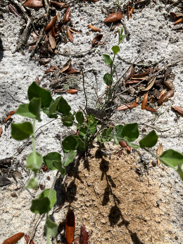 Bonamia grandiflora, photograph 6