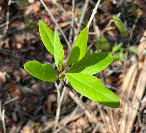 Chionanthus pygmaeus, photograph 6