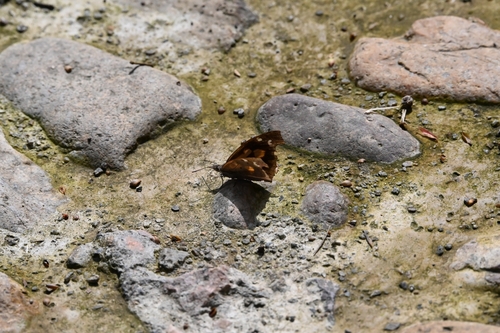 Common Beak