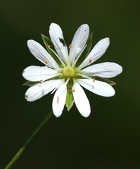 Stellaria graminea