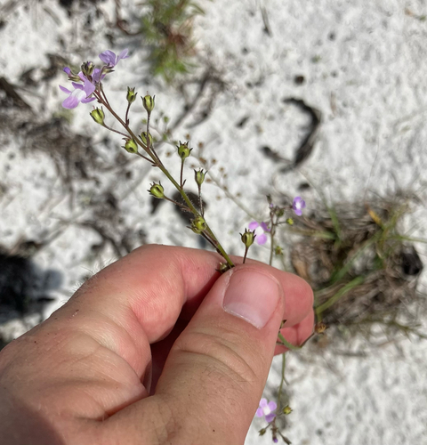 Florida toadflax (Linaria floridana)