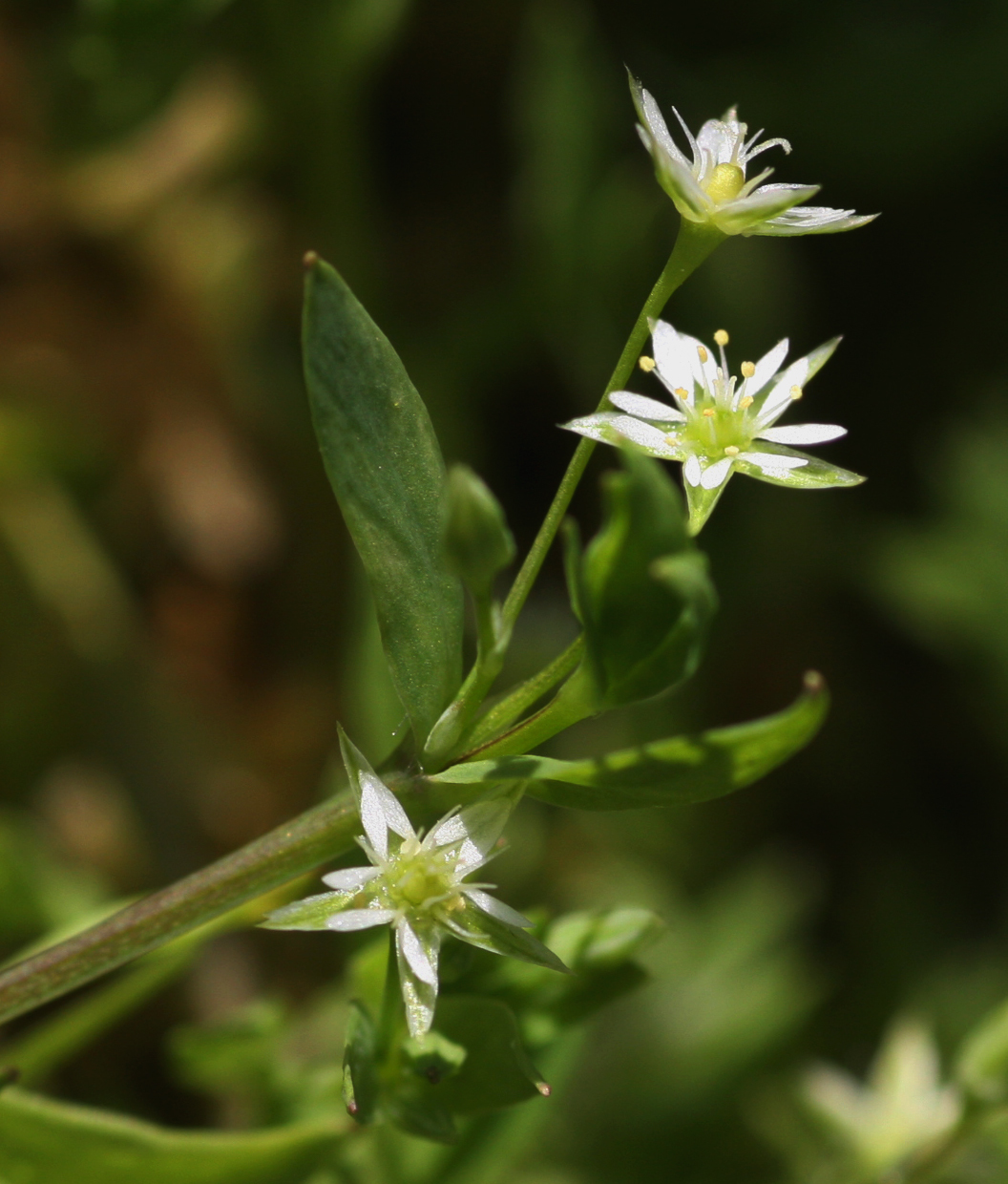Stellaria alsine
