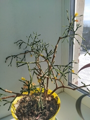 Hatiora salicornoides
