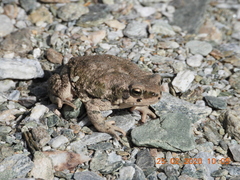 Duttaphrynus dhufarensis