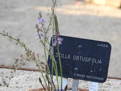 Prospero obtusifolium