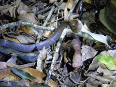 Cacophis squamulosus