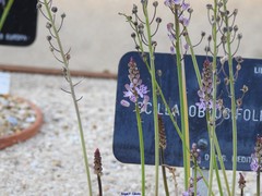 Prospero obtusifolium