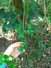 Eleutherococcus trifoliatus setosus