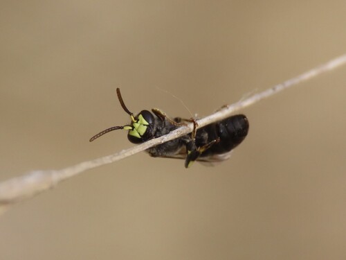 Hylaeus brachycephalus