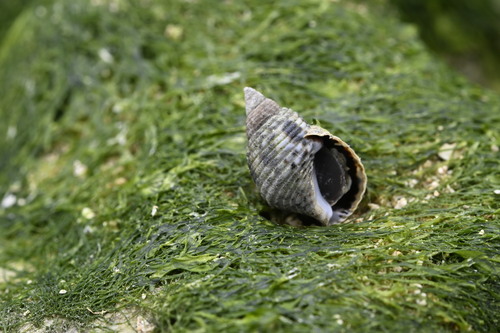 Planaxis sulcatus