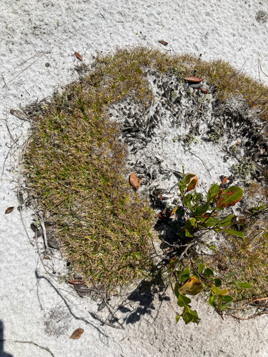 Southern Bogbutton (Paepalanthus beyrichianus)