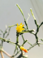 Hatiora salicornoides