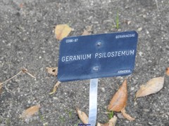 Geranium psilostemon