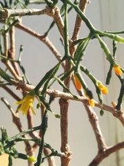 Hatiora salicornoides