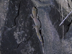 Oedura tryoni