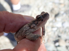 Duttaphrynus dhufarensis