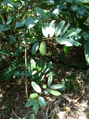 Millettieae