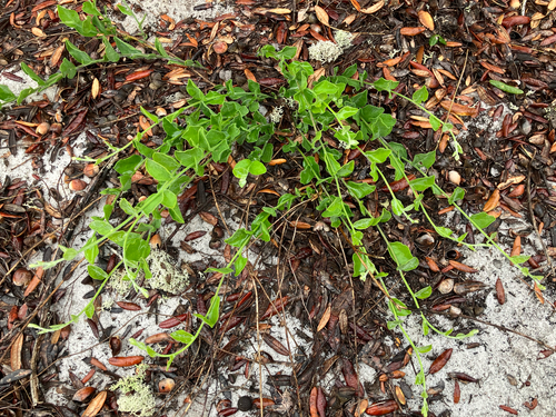 Florida Lady's Nightcap (Bonamia grandiflora)