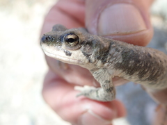 Duttaphrynus dhufarensis