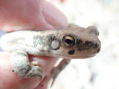 Duttaphrynus dhufarensis