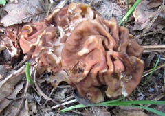 Gyromitra fastigiata