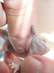 Duttaphrynus dhufarensis