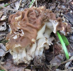Gyromitra fastigiata