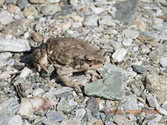 Duttaphrynus dhufarensis