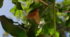 Hyalobathra crenulata