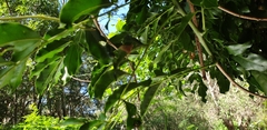 Hyalobathra crenulata