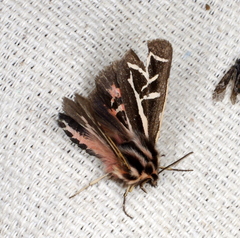 Apantesis williamsii