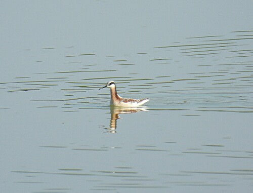 Wilson's Phalarope (Phalaropus tricolor), photo 6