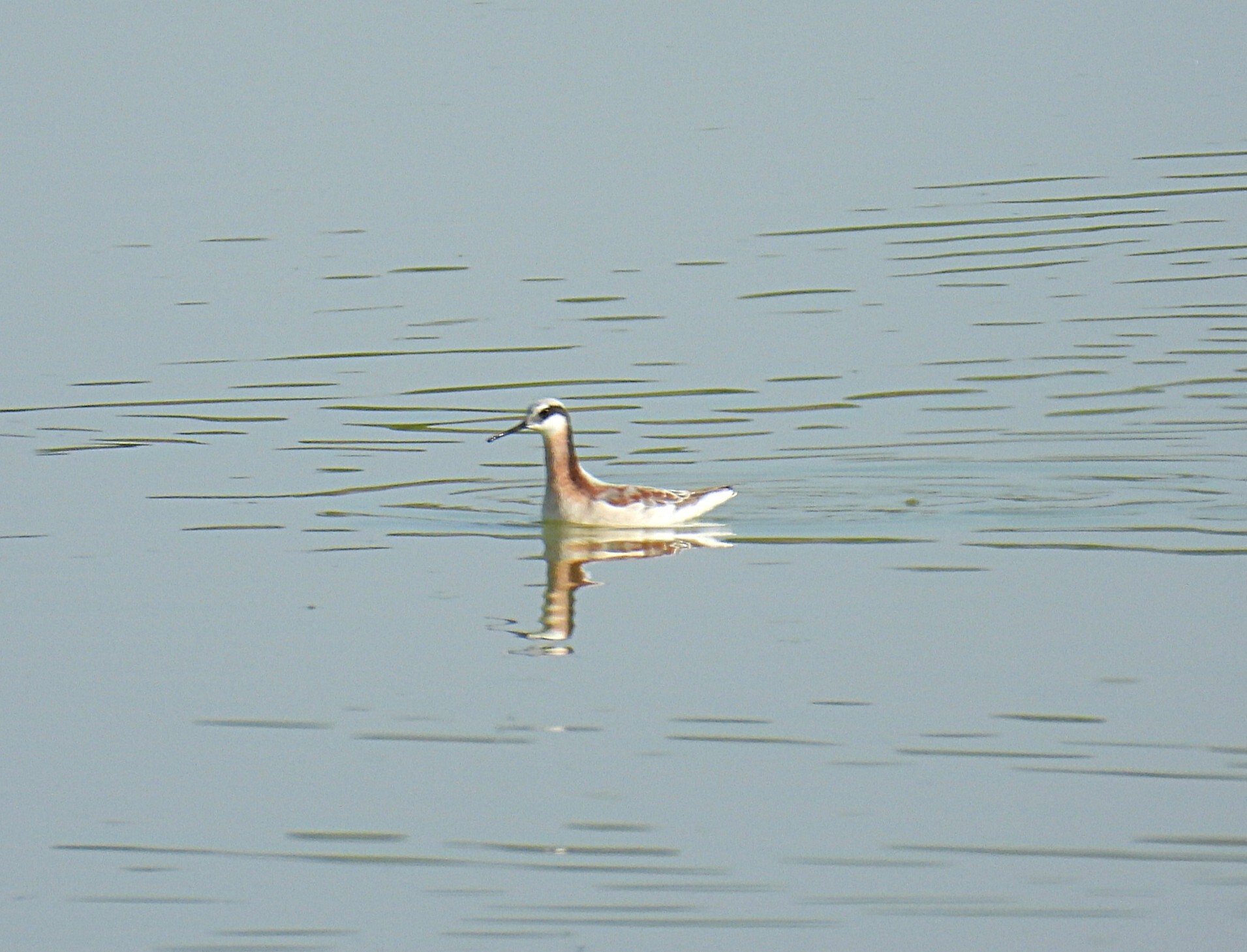 Wilson's Phalarope (Phalaropus tricolor), photo 7