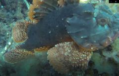 Scorpaena sumptuosa