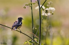 Saxicola maurus