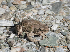 Duttaphrynus dhufarensis