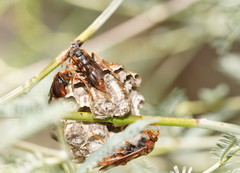 Polistes humilis humilis