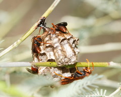 Polistes humilis humilis