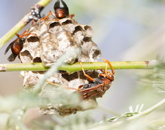 Polistes humilis humilis