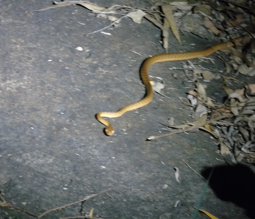 Brown Tree Snake sighting