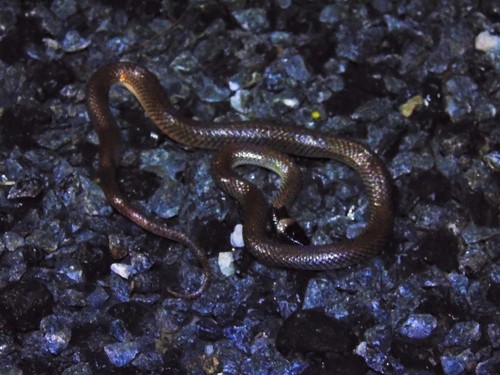 Photo of a Red-naped Snake (Furina diadema)