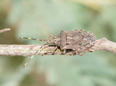 Alcaeus varicornis