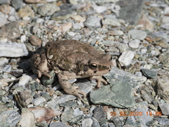 Duttaphrynus dhufarensis